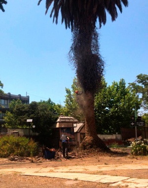 LIMPIEZA Y CEPILLADO DE PALMERA